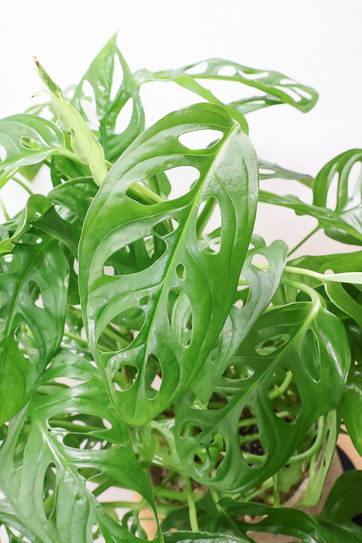 【マドカズラ】このサイズはこれがラスト！ボリュームがありますので見応えがありますよ！