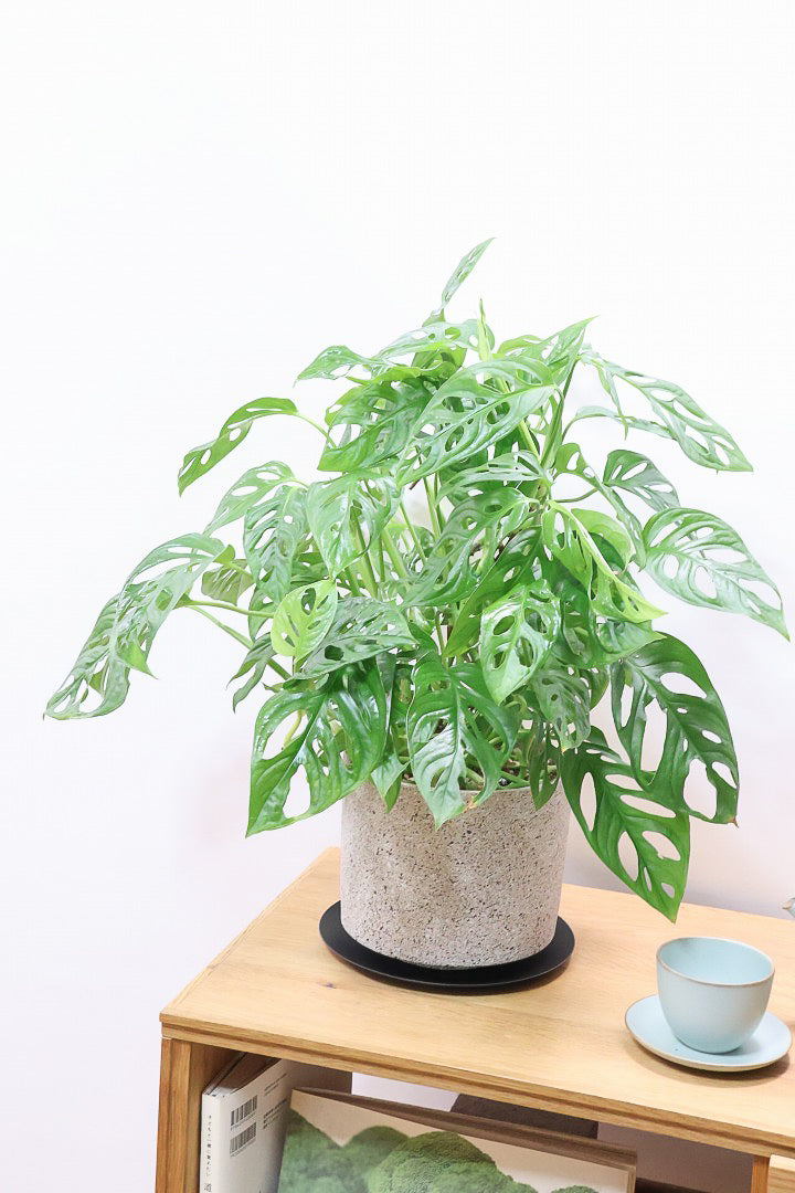 【マドカズラ】このサイズはこれがラスト！ボリュームがありますので見応えがありますよ！