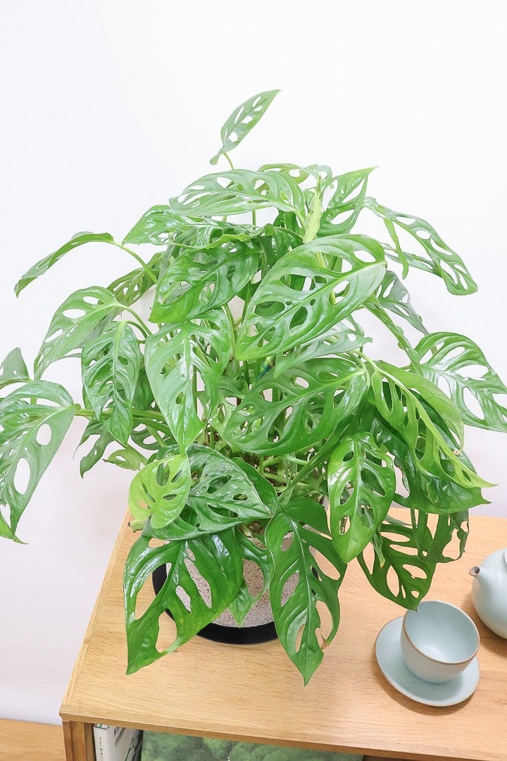 【マドカズラ】このサイズはこれがラスト！ボリュームがありますので見応えがありますよ！