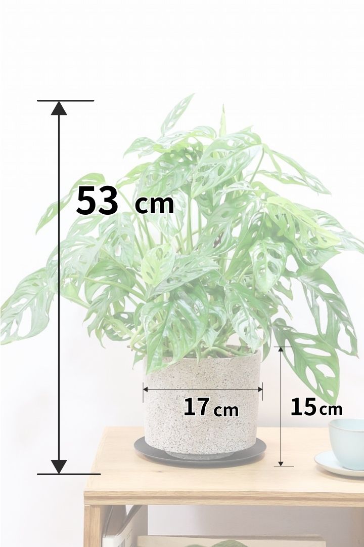 【マドカズラ】このサイズはこれがラスト！ボリュームがありますので見応えがありますよ！