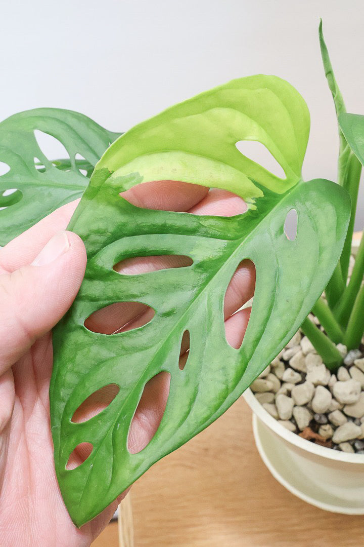【モンステラ アダンソニー オーレア バリエガタ】希少な斑入り種！生産者さんのハウスで直接選んできました！