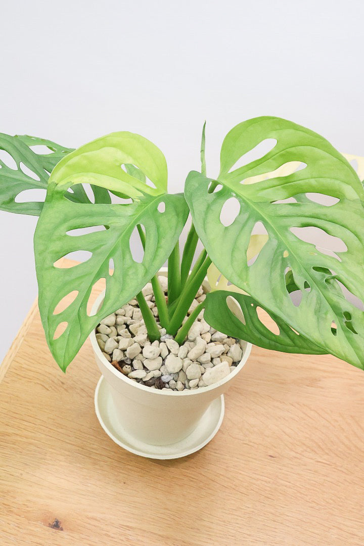 【モンステラ アダンソニー オーレア バリエガタ】希少な斑入り種！生産者さんのハウスで直接選んできました！