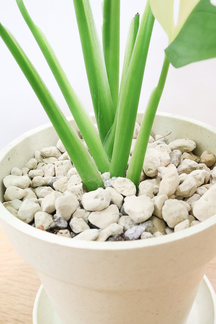 【モンステラ アダンソニー オーレア バリエガタ】希少な斑入り種！生産者さんのハウスで直接選んできました！