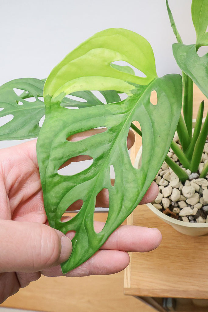 はあ南アフリカダイアモンド×ハデス×おまけ はあ様専用南アフリカダイアモンド×ハデス×おまけ