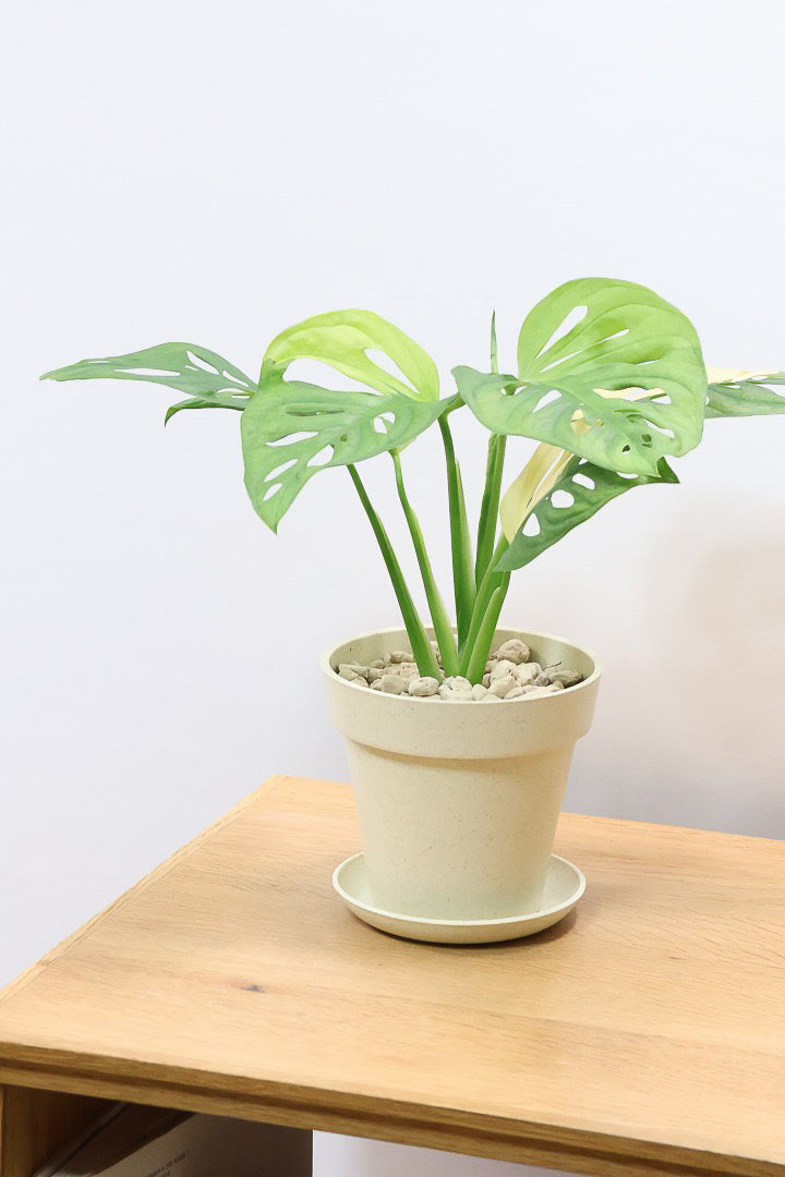 【モンステラ アダンソニー オーレア バリエガタ】希少な斑入り種！生産者さんのハウスで直接選んできました！