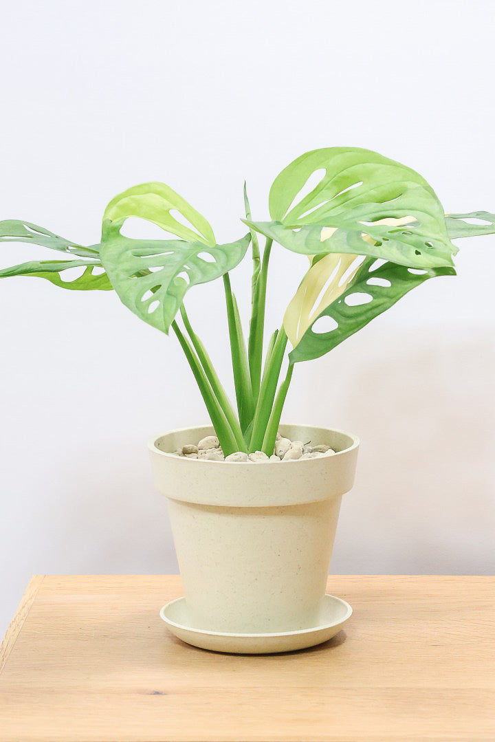 モンステラ アダンソニー オーレア バリエガタPP60935| 観葉植物の通信