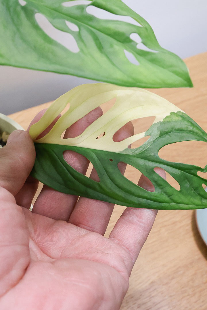 【モンステラ アダンソニー オーレア バリエガタ】希少な斑入り種！生産者さんのハウスで直接選んできました！