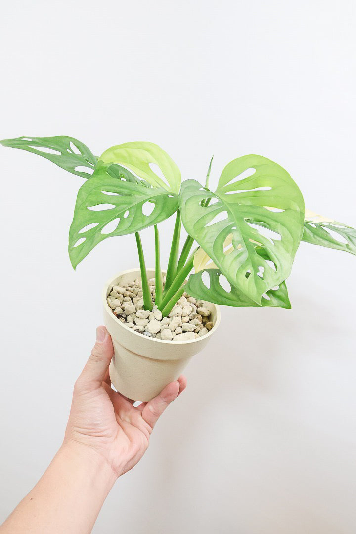 【モンステラ アダンソニー オーレア バリエガタ】希少な斑入り種！生産者さんのハウスで直接選んできました！