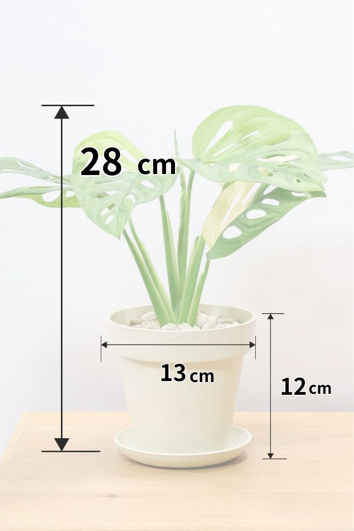 モンステラ アダンソニー オーレア バリエガタPP60935| 観葉植物の通信