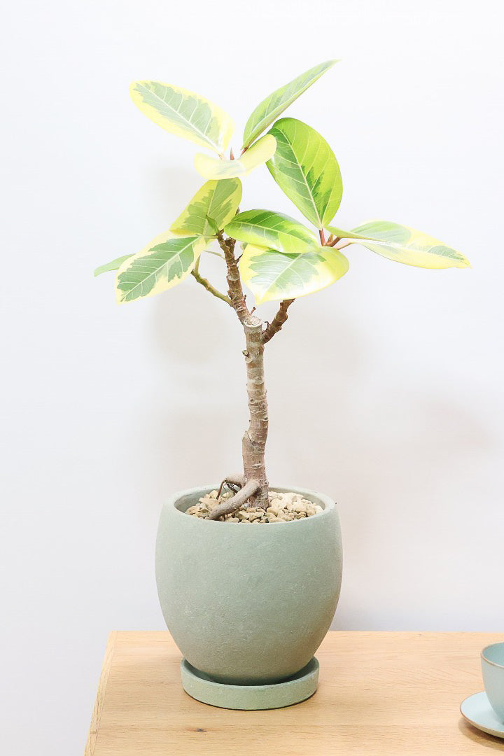 【アルテシマ】この幹は唯一無二だと思います！太くて立派なので今後の生長がとても楽しみです！