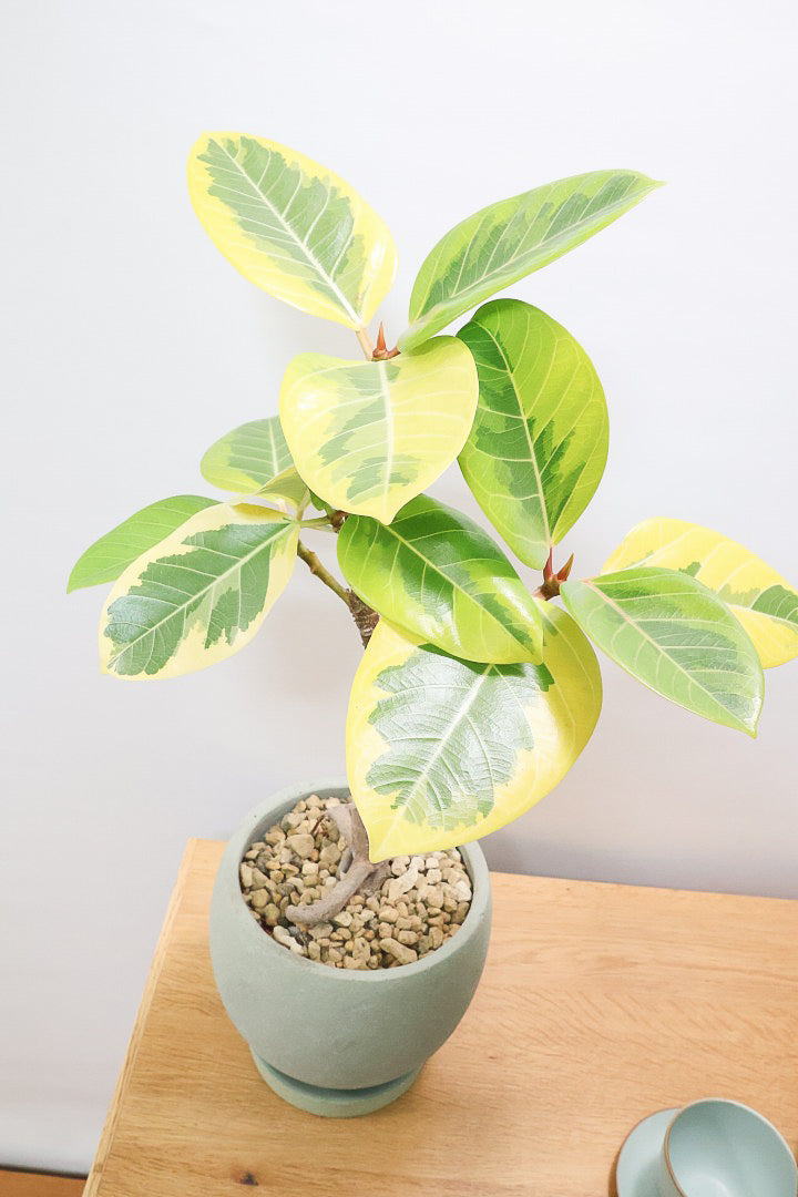 【アルテシマ】この幹は唯一無二だと思います！太くて立派なので今後の生長がとても楽しみです！