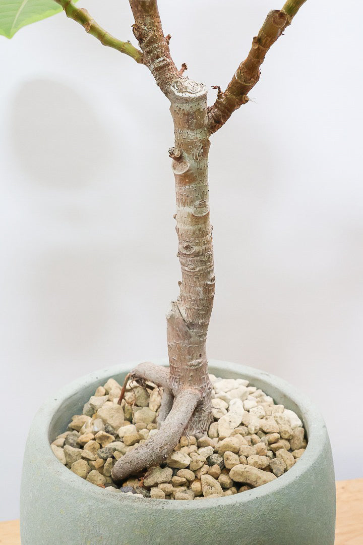 【アルテシマ】この幹は唯一無二だと思います！太くて立派なので今後の生長がとても楽しみです！