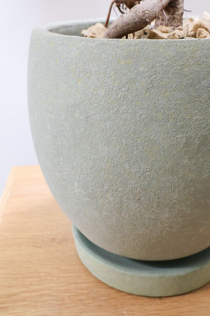 【アルテシマ】この幹は唯一無二だと思います！太くて立派なので今後の生長がとても楽しみです！