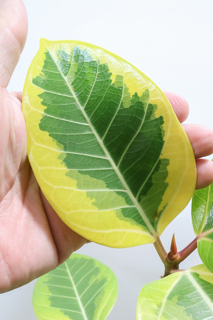 【アルテシマ】この幹は唯一無二だと思います！太くて立派なので今後の生長がとても楽しみです！