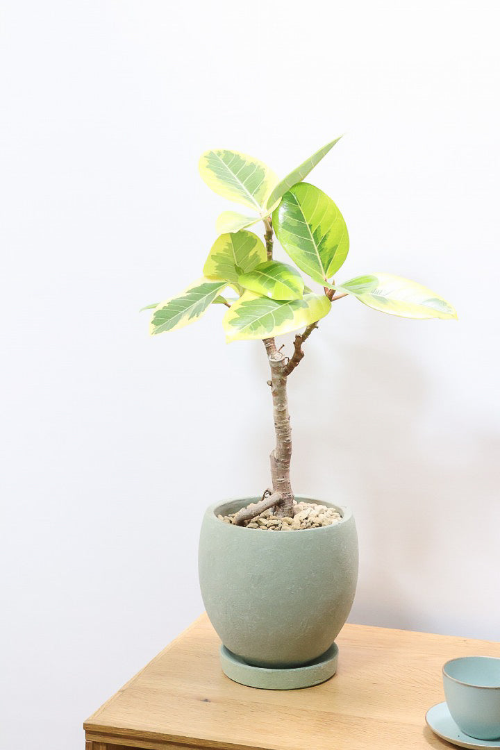 【アルテシマ】この幹は唯一無二だと思います！太くて立派なので今後の生長がとても楽しみです！