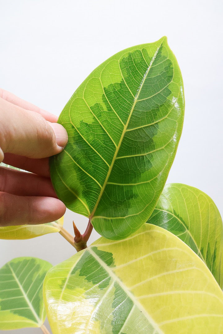 【アルテシマ】この幹は唯一無二だと思います！太くて立派なので今後の生長がとても楽しみです！