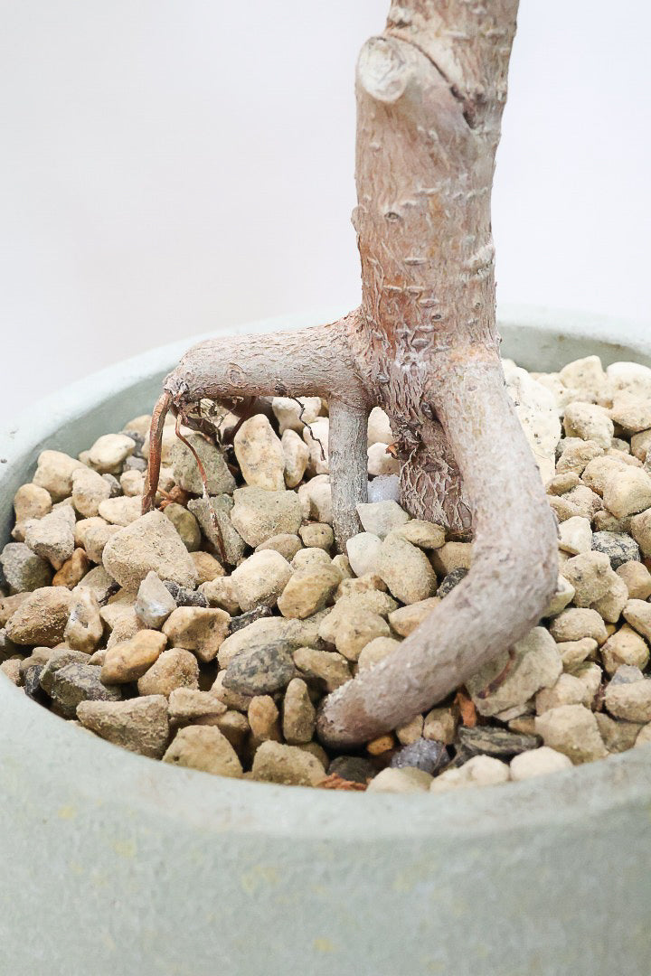 【アルテシマ】この幹は唯一無二だと思います！太くて立派なので今後の生長がとても楽しみです！