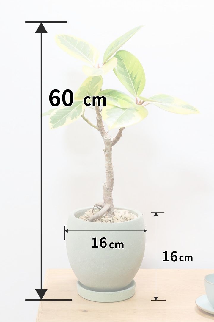 【アルテシマ】この幹は唯一無二だと思います！太くて立派なので今後の生長がとても楽しみです！