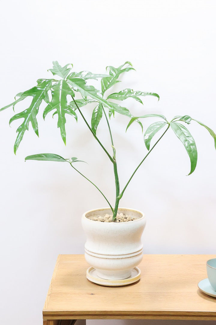 シェフレラ ノBAW60937| 観葉植物の通信販売 | APEGO(アペーゴ)