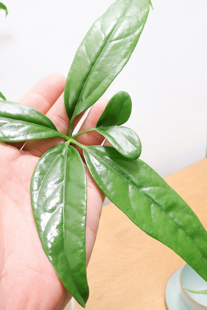 シェフレラ ノBAW60937| 観葉植物の通信販売 | APEGO(アペーゴ)