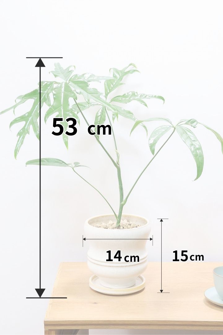 シェフレラ ノBAW60937| 観葉植物の通信販売 | APEGO(アペーゴ)