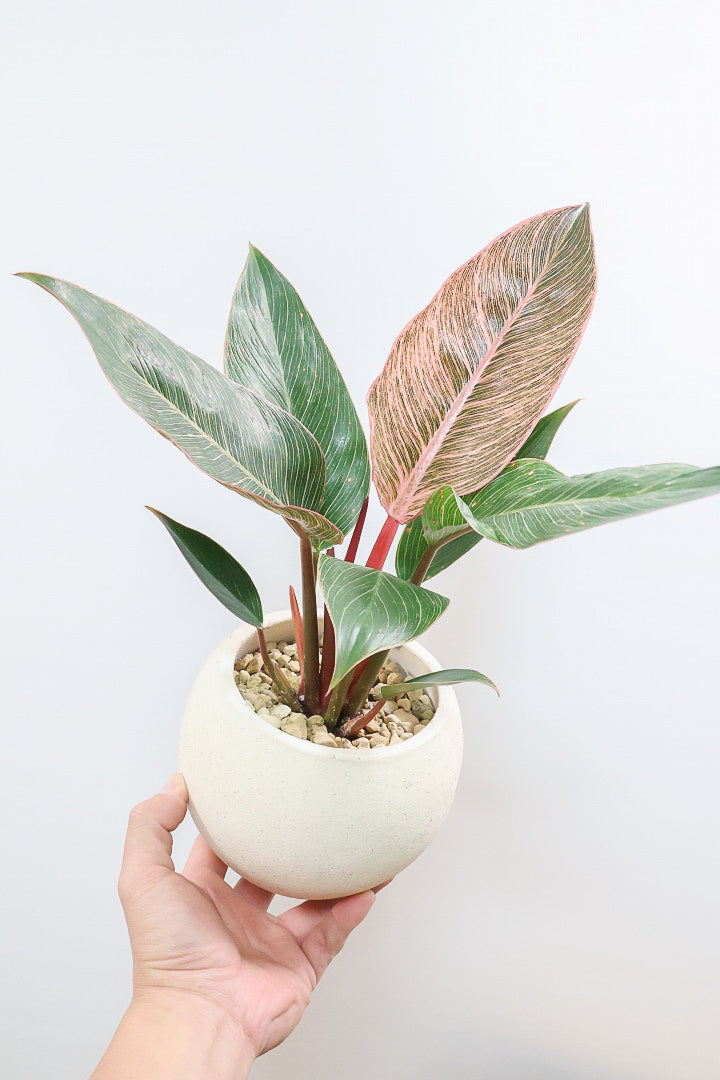 【フィロデンドロン ピンクバーキン】今回の素晴らしいピンクです！バランスが良い感じですのでぜひご検討ください！