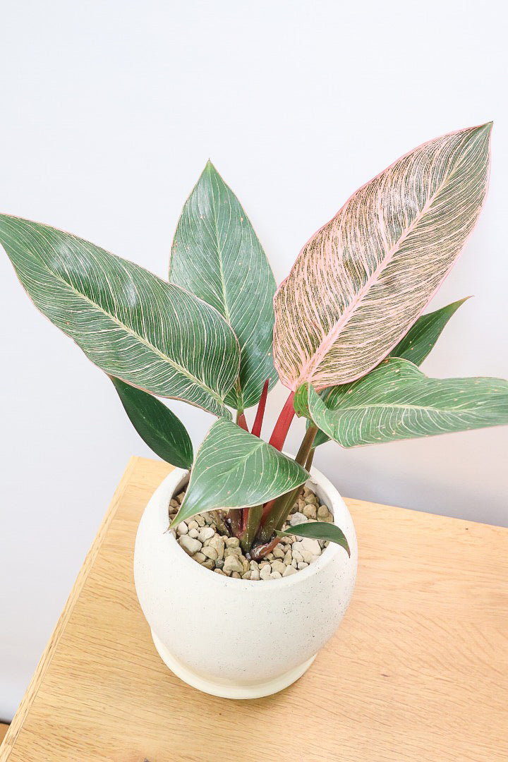 【フィロデンドロン ピンクバーキン】今回の素晴らしいピンクです！バランスが良い感じですのでぜひご検討ください！