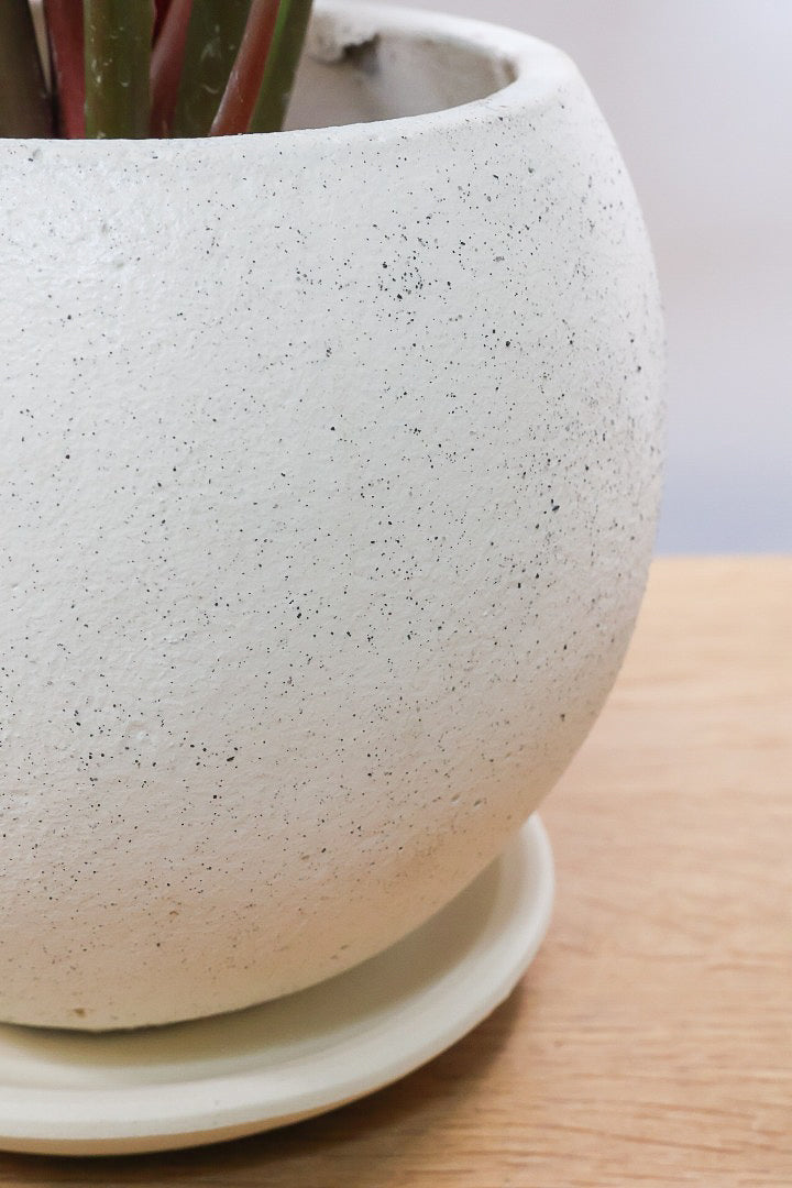 【フィロデンドロン ピンクバーキン】今回の素晴らしいピンクです！バランスが良い感じですのでぜひご検討ください！