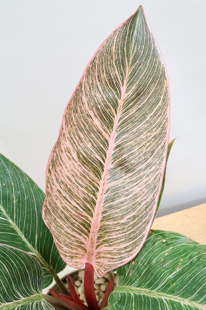 【フィロデンドロン ピンクバーキン】今回の素晴らしいピンクです！バランスが良い感じですのでぜひご検討ください！