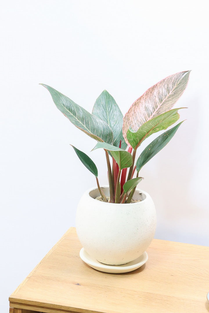 【フィロデンドロン ピンクバーキン】今回の素晴らしいピンクです！バランスが良い感じですのでぜひご検討ください！