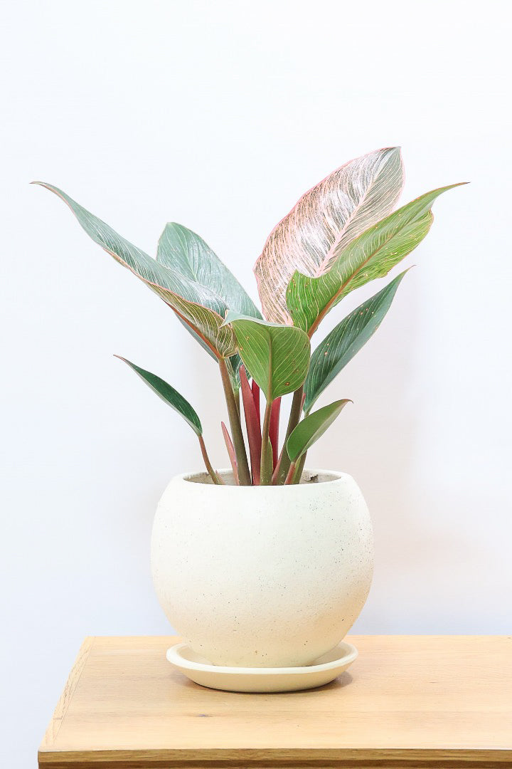 【フィロデンドロン ピンクバーキン】今回の素晴らしいピンクです！バランスが良い感じですのでぜひご検討ください！