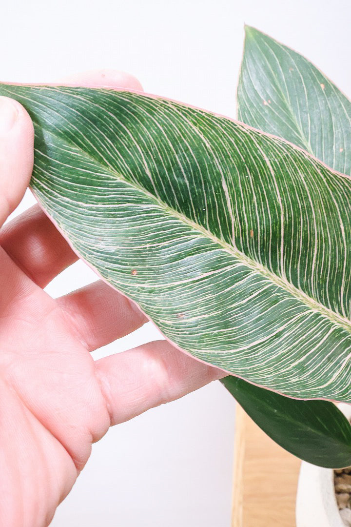 【フィロデンドロン ピンクバーキン】今回の素晴らしいピンクです！バランスが良い感じですのでぜひご検討ください！