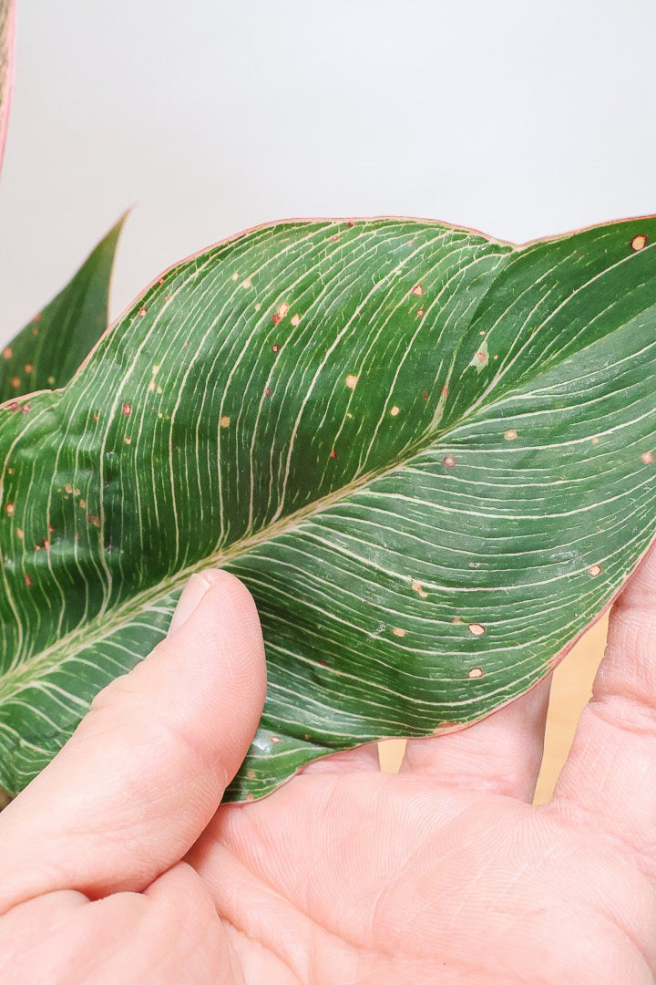 【フィロデンドロン ピンクバーキン】今回の素晴らしいピンクです！バランスが良い感じですのでぜひご検討ください！