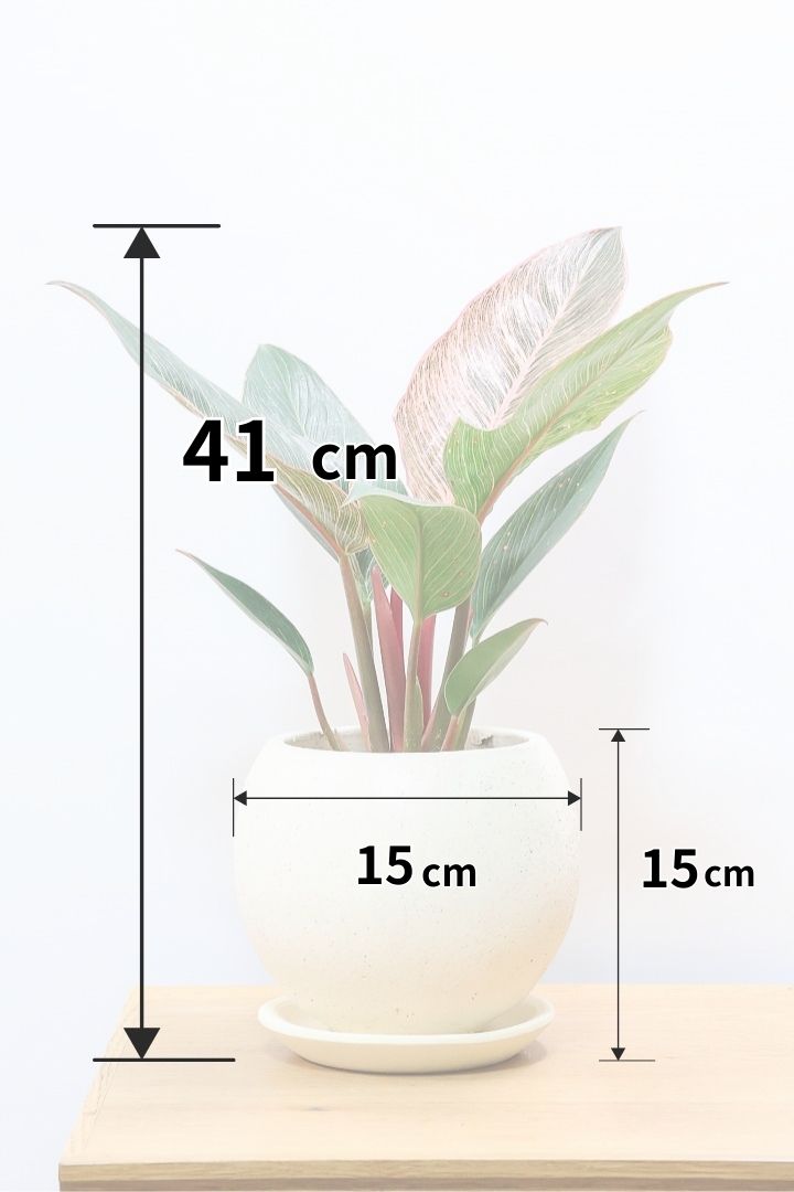 【フィロデンドロン ピンクバーキン】今回の素晴らしいピンクです！バランスが良い感じですのでぜひご検討ください！