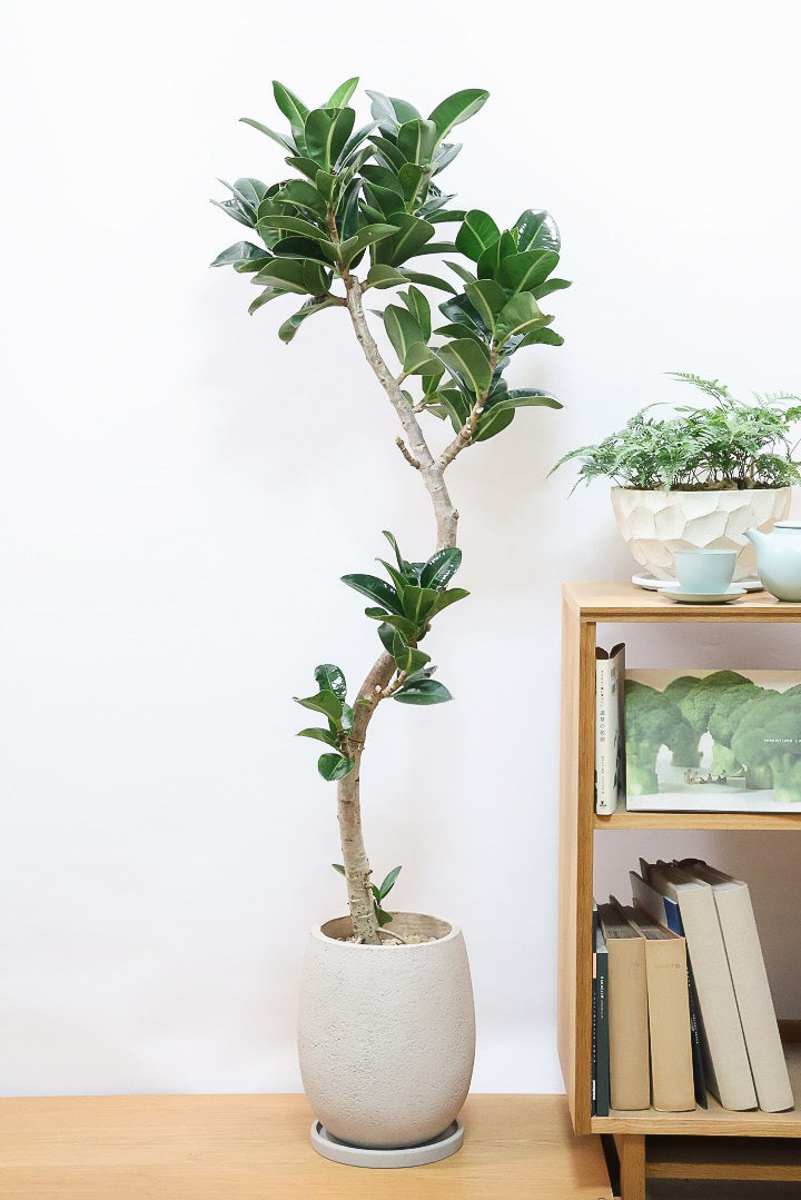 【フィカス アポロゴム】超BIGサイズなので存在感があります！ダークグリーンの葉がとても美しいスタイリッシュな観葉植物！