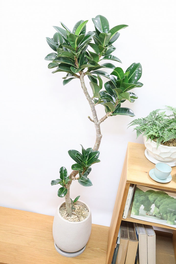 【フィカス アポロゴム】超BIGサイズなので存在感があります！ダークグリーンの葉がとても美しいスタイリッシュな観葉植物！