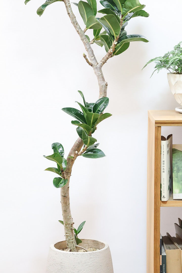 【フィカス アポロゴム】超BIGサイズなので存在感があります！ダークグリーンの葉がとても美しいスタイリッシュな観葉植物！