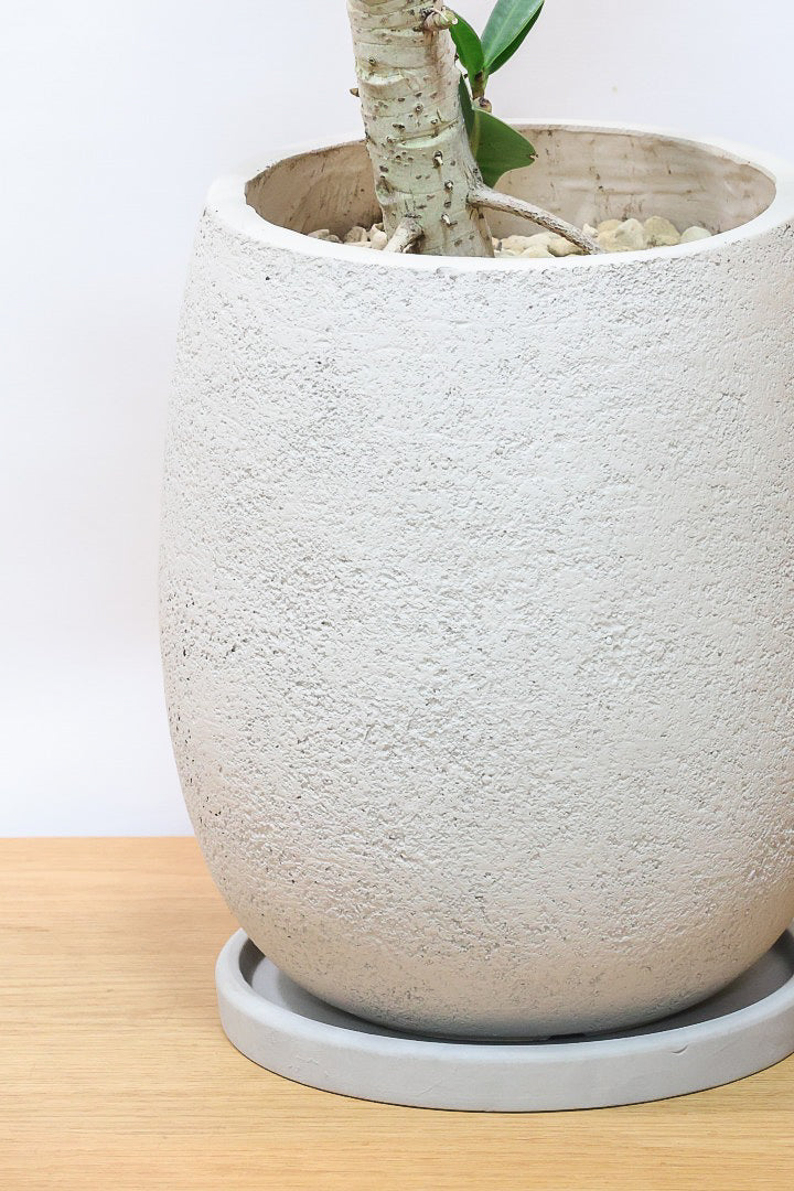 【フィカス アポロゴム】超BIGサイズなので存在感があります！ダークグリーンの葉がとても美しいスタイリッシュな観葉植物！