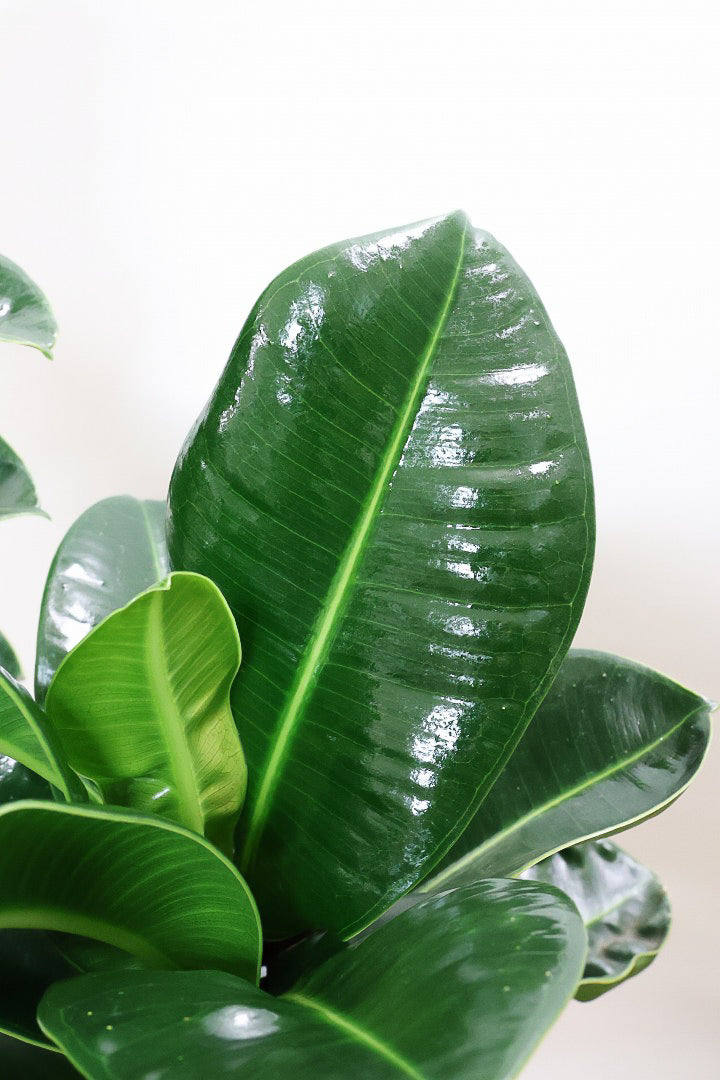 【フィカス アポロゴム】超BIGサイズなので存在感があります！ダークグリーンの葉がとても美しいスタイリッシュな観葉植物！