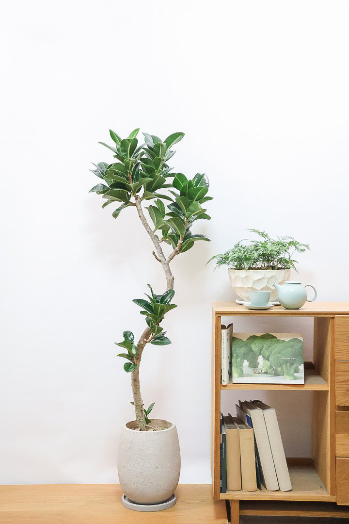 【フィカス アポロゴム】超BIGサイズなので存在感があります！ダークグリーンの葉がとても美しいスタイリッシュな観葉植物！