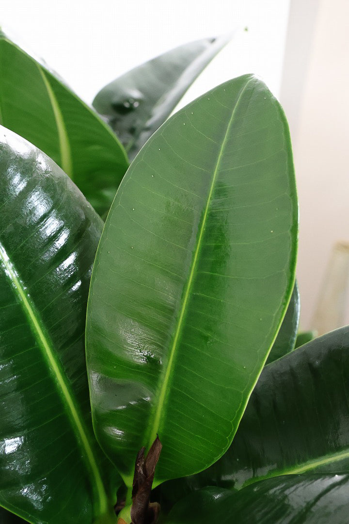 【フィカス アポロゴム】超BIGサイズなので存在感があります！ダークグリーンの葉がとても美しいスタイリッシュな観葉植物！