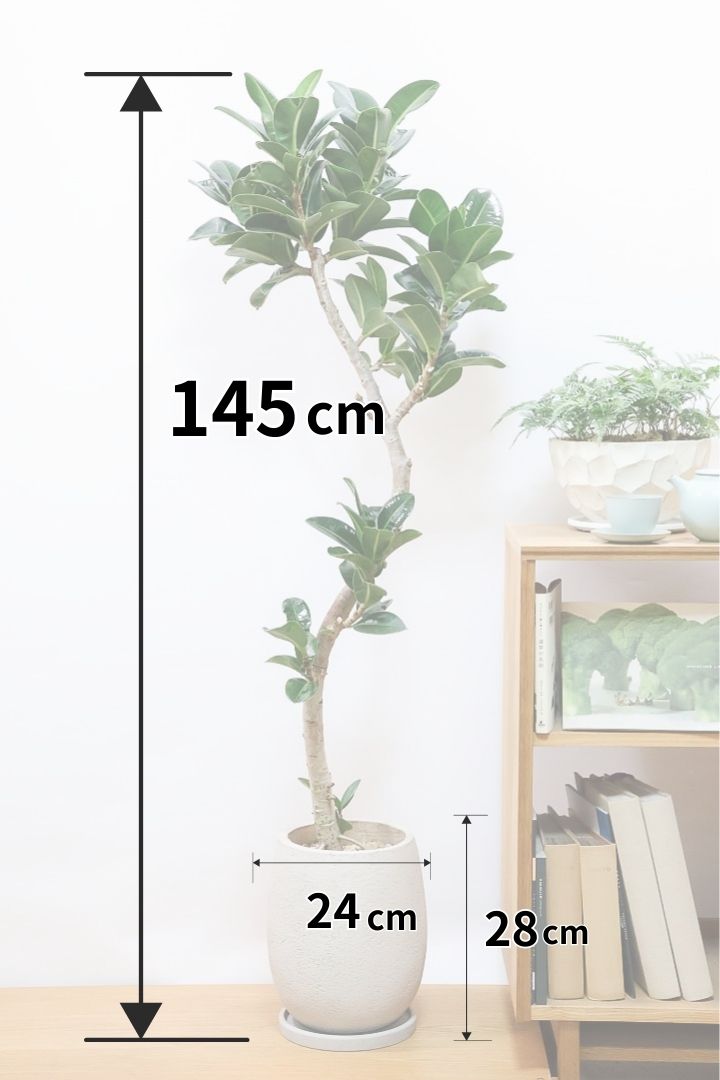 【フィカス アポロゴム】超BIGサイズなので存在感があります！ダークグリーンの葉がとても美しいスタイリッシュな観葉植物！