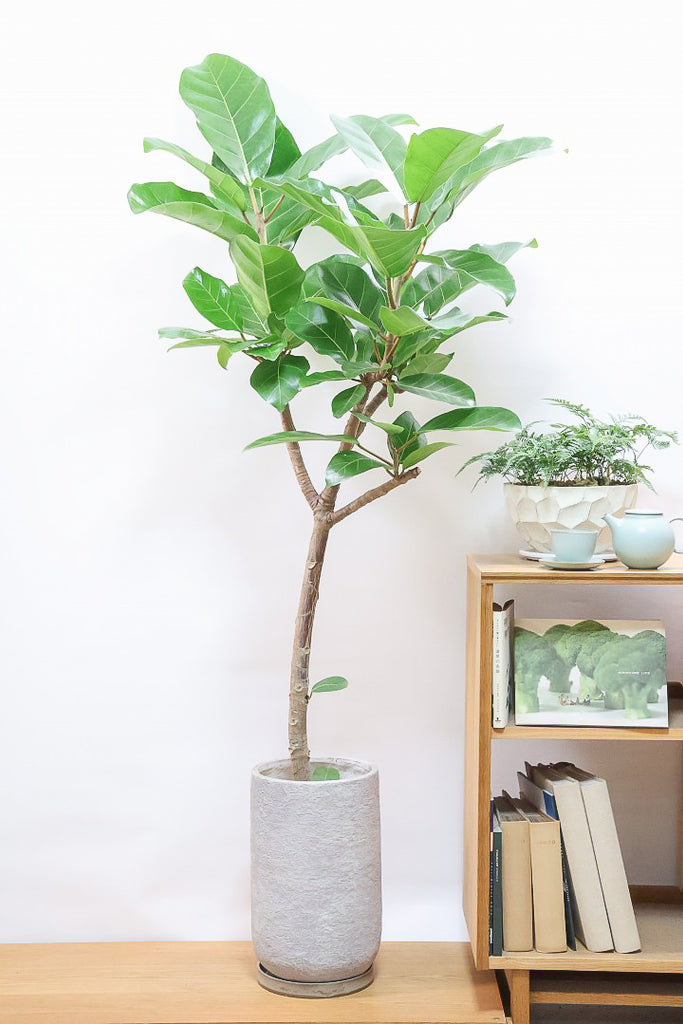 フィカス アフリカンプリンスIV60940| 観葉植物の通信販売 | APEGO