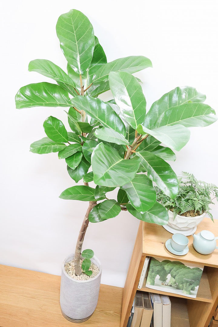 【フィカス アフリカンプリンス】このサイズは圧巻です！なかなか出回らない希少なゴムの木。大きな肉厚の葉が特徴です！