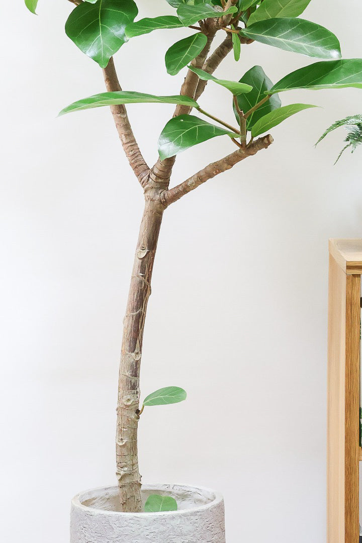 【フィカス アフリカンプリンス】このサイズは圧巻です！なかなか出回らない希少なゴムの木。大きな肉厚の葉が特徴です！