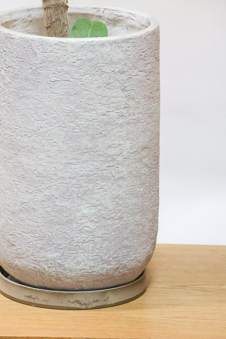 【フィカス アフリカンプリンス】このサイズは圧巻です！なかなか出回らない希少なゴムの木。大きな肉厚の葉が特徴です！