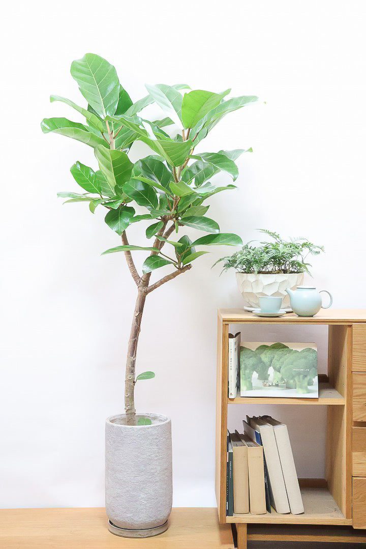 フィカス アフリカンプリンスIV60940| 観葉植物の通信販売 | APEGO