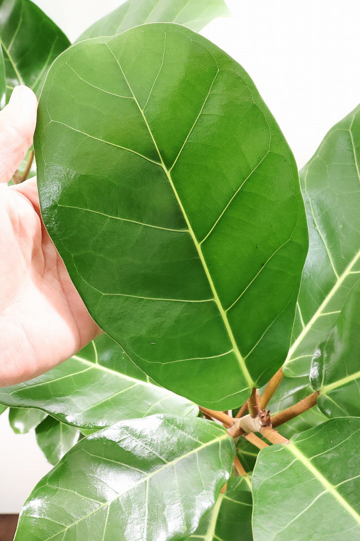 【フィカス アフリカンプリンス】このサイズは圧巻です！なかなか出回らない希少なゴムの木。大きな肉厚の葉が特徴です！