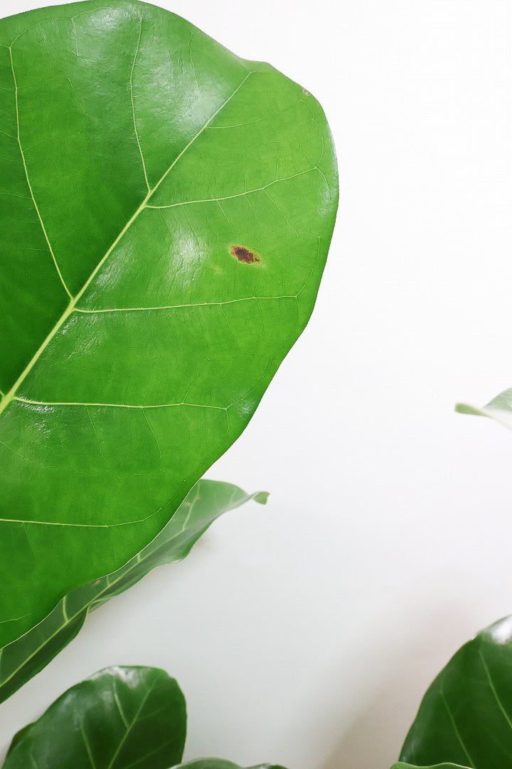 フィカス アフリカンプリンスIV60940| 観葉植物の通信販売 | APEGO