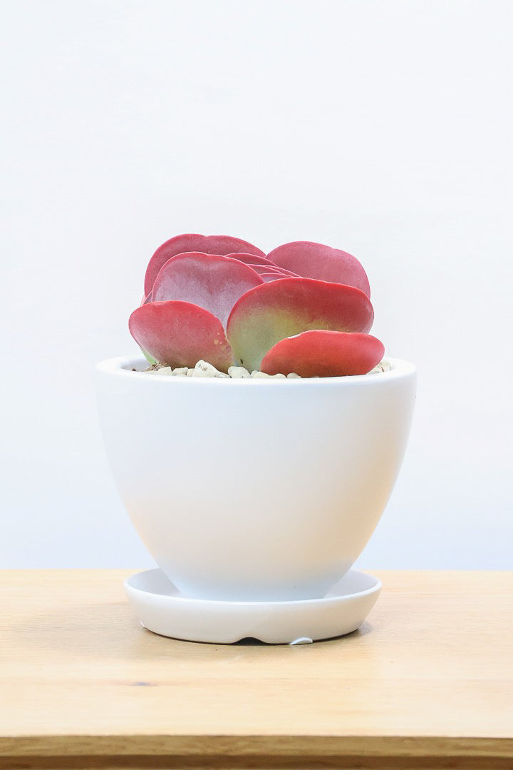 【デザートローズ】今回がラスト！次回はしばらく入荷がありません。まさに今が一番美しい時！是非ともご覧いただきたい葉色です！